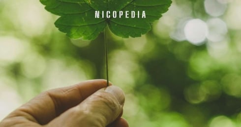 Hand mit Blatt um Umweltfolgen darzustellen