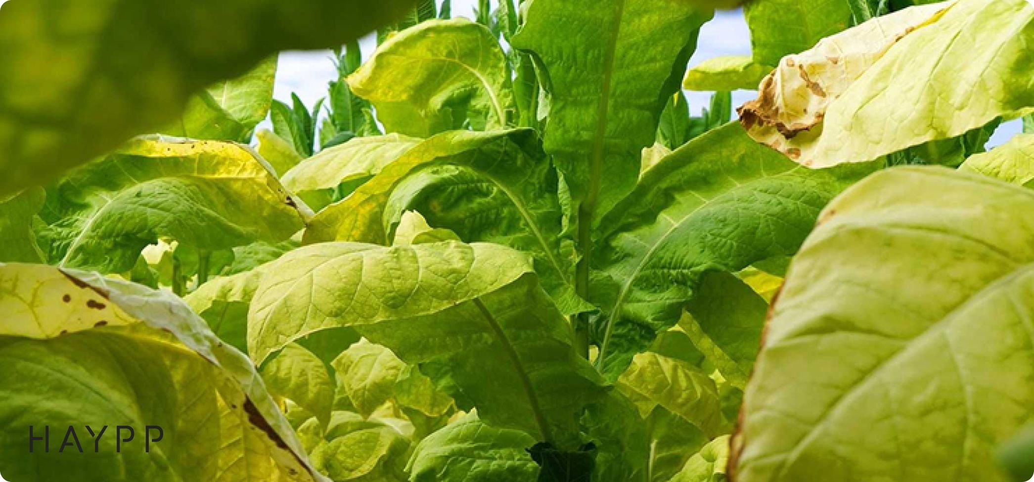 tobacco leaf what is snus meaning