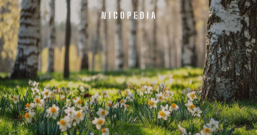 Spring Snus Flavours: Refresh Your Nicotine Pouch Routine - Haypp UK